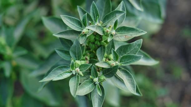 Ashwagandha and L Theanine