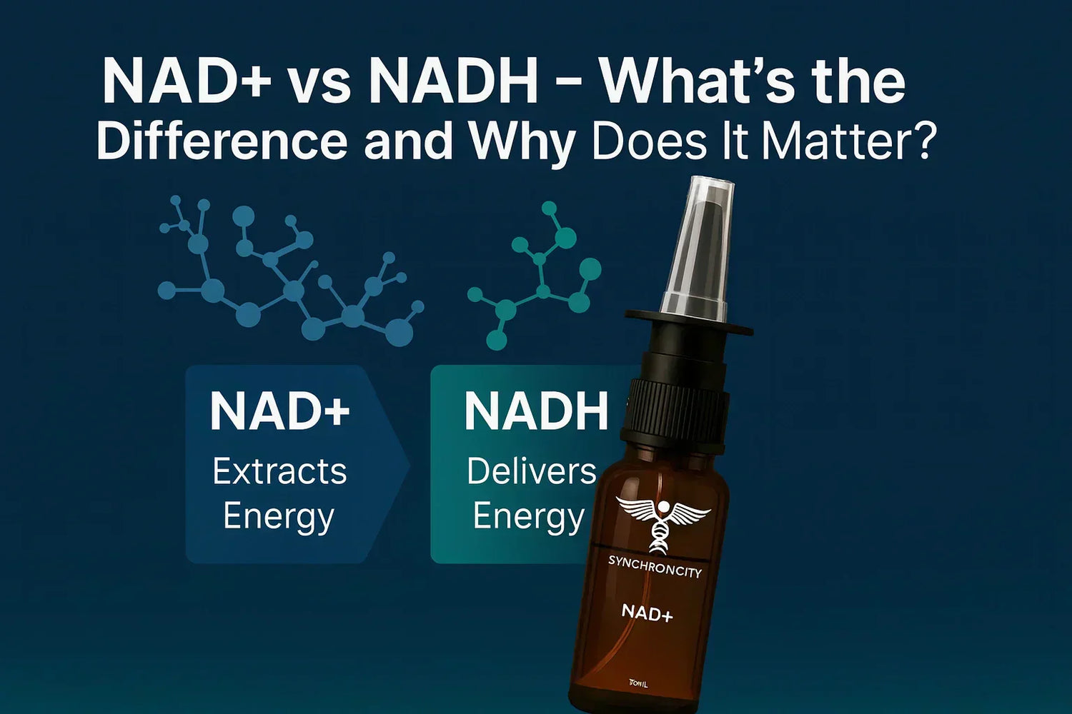 NAD+ vs NADH - What’s the Difference and Why Does it Matter?