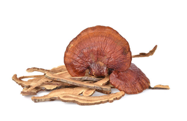 Benefits of Reishi Mushroom