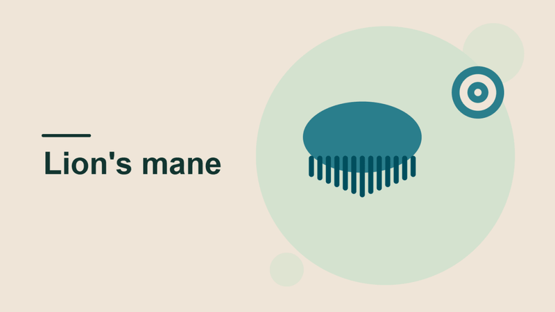 Lion's Mane Mushroom and Focus: A Science-Based Guide