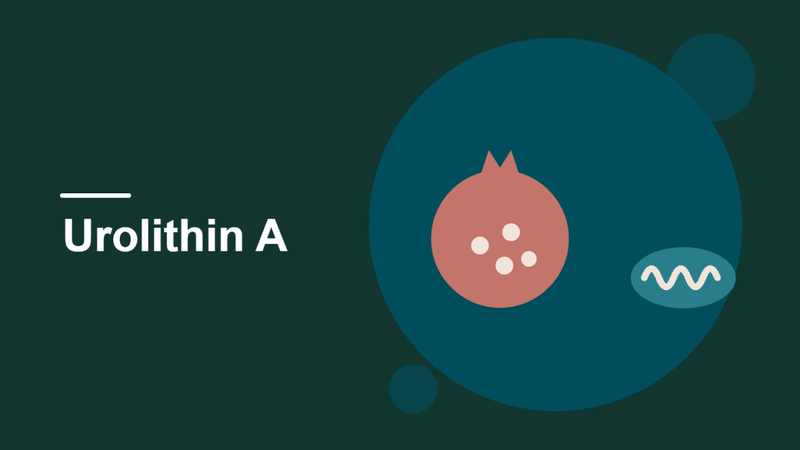 Urolithin A: Benefits, Side Effects and How It Compares With NAD+