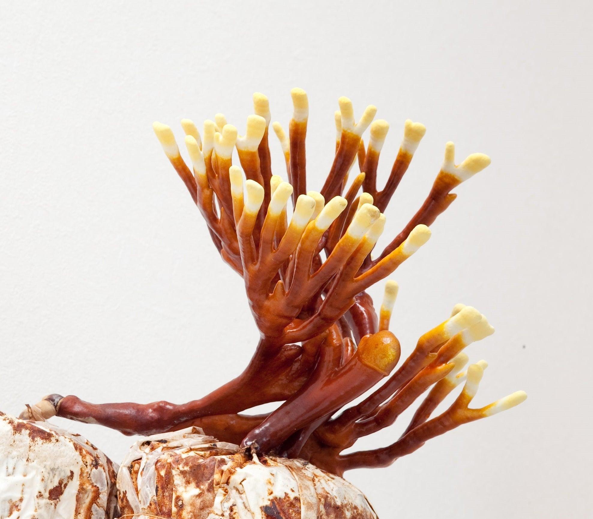 Antler Reishi