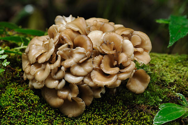 Benefits of Maitake Mushrooms