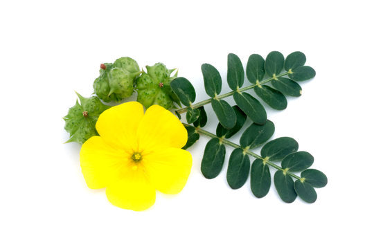 benefits of tribulus terrestris