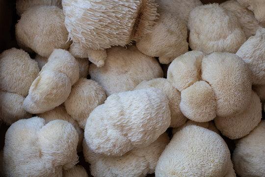 Best Mushroom for Brain Fog