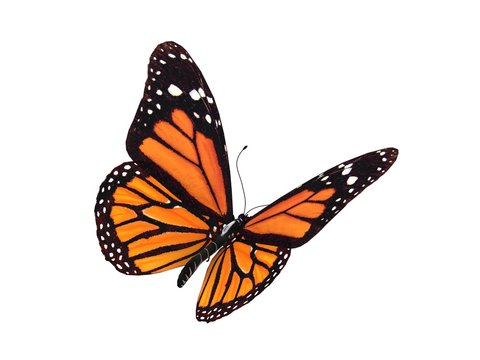 Transformative Meanings: The Symbolism of Butterflies in Different Traditions