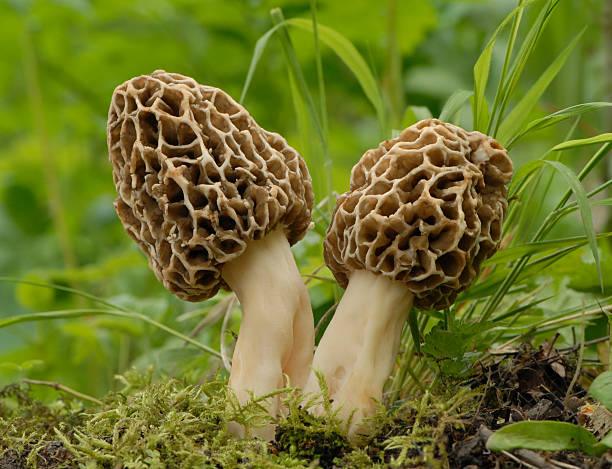 do morel mushrooms grow in florida