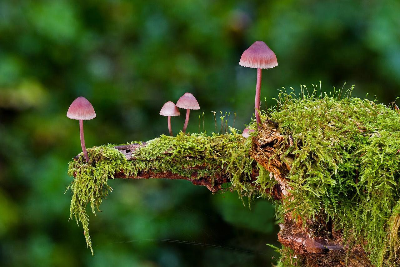 edible mushrooms in alaska