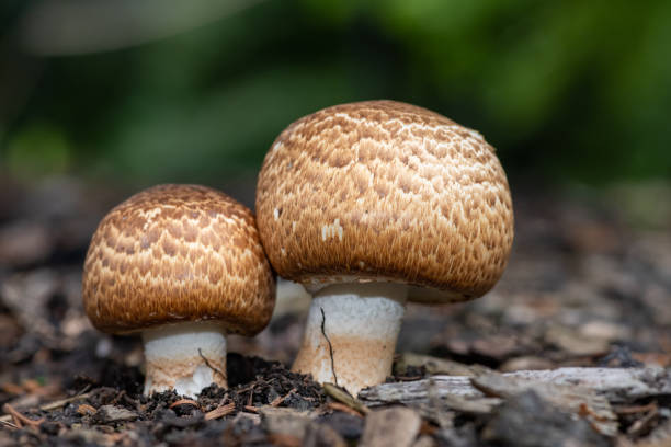 edible mushrooms in iowa