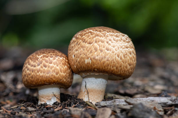 edible mushrooms in virginia