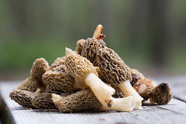 edible mushrooms in montana
