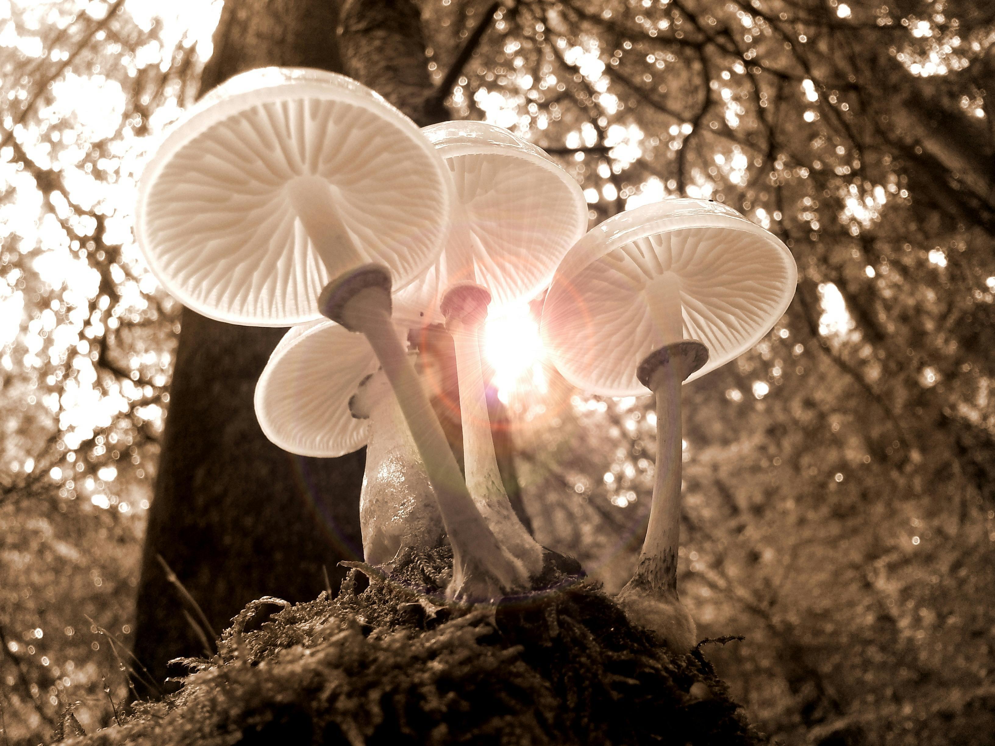Edible Mushrooms in NC