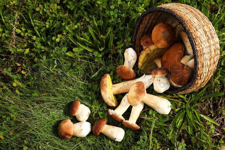 edible mushrooms in nj