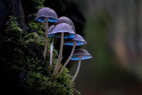 Edible Mushrooms in Ohio