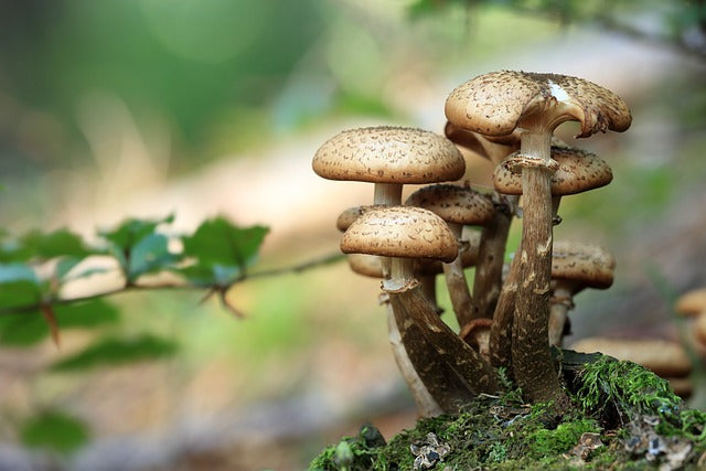 Edible Mushrooms in Idaho