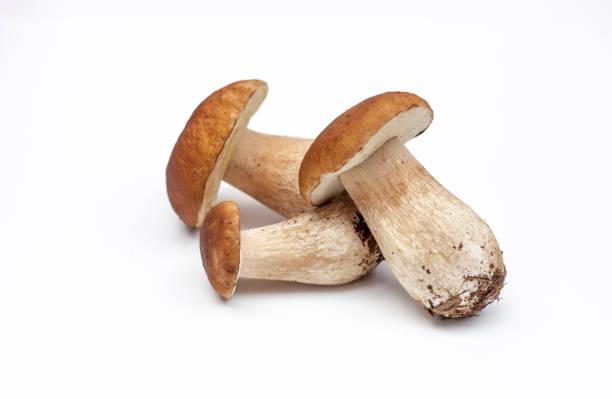 Edible Mushrooms in Wisconsin