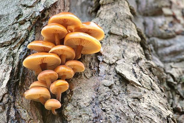 Edible Mushrooms that Grow on Trees
