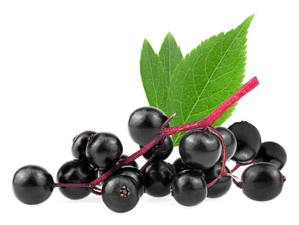 5 Surprising Benefits of Elderberry Gummies You Need to Know