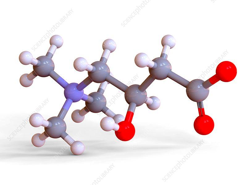 L Carnitine vs Acetyl L Carnitine