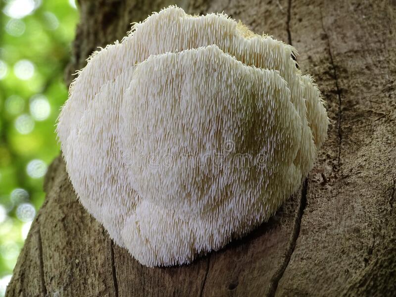 Is Lion's Mane Psychedelic