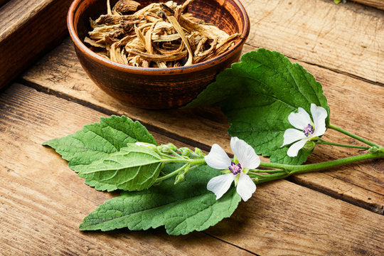 Marshmallow Root for Dogs