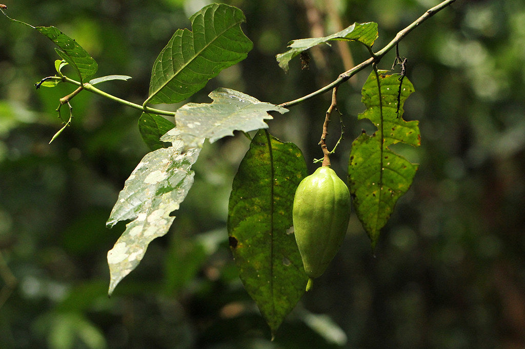 Massularia Acuminata