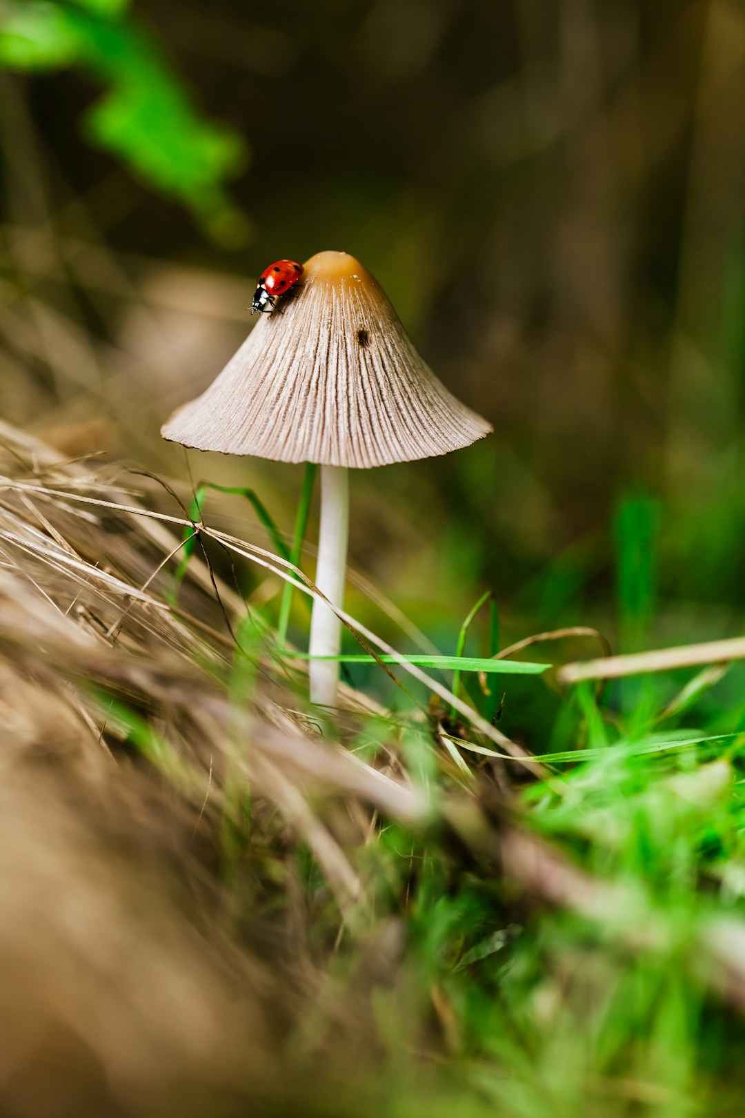 Unlocking the Health Benefits of Mushroom Powder: A Comprehensive Guide