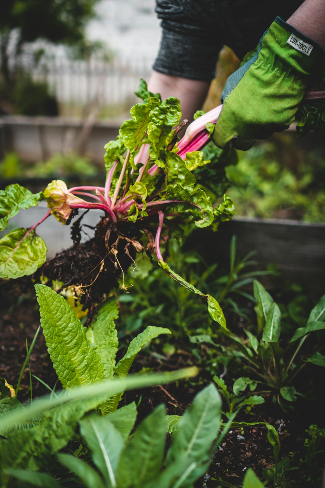 Natural Flavors vs Organic Flavors: Which is Better for You?