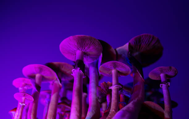 Purple Mystic Mushroom