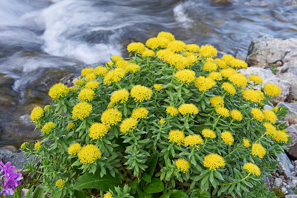 5 Ways Rhodiola Rosea Can Enhance Your Well-being