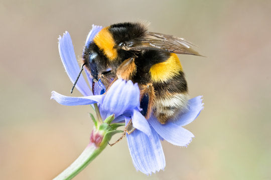 Spiritual Meaning of a Bumblebee