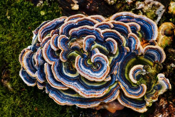 turkey tail mushroom capsules