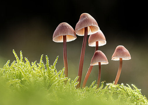 Wild Mushrooms in Wisconsin